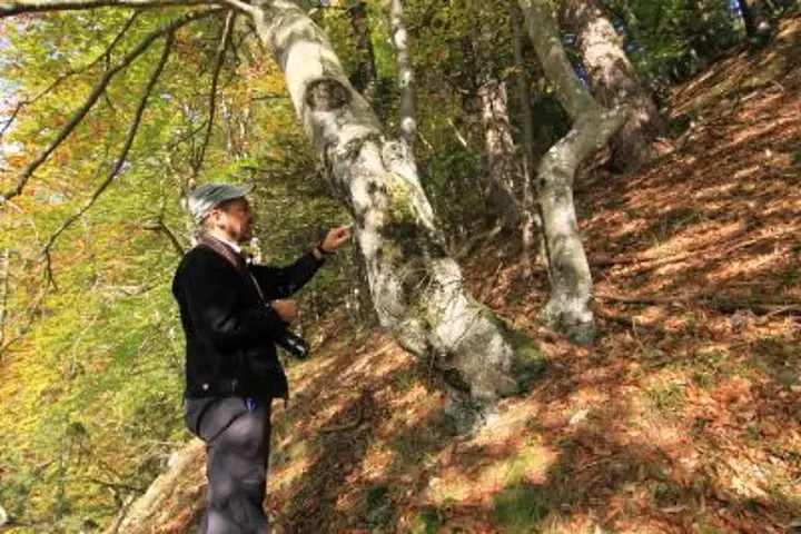 Waldökologie